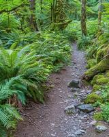 Details of cool forest photo
