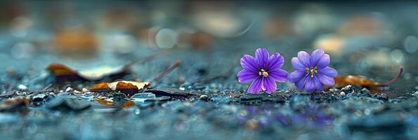 Tiny Purple Floor Flowers Close-Up photo