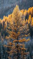 bosque paisaje en otoño colores foto