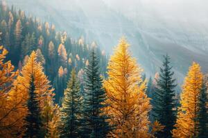 Forest landscape in autumn colors photo