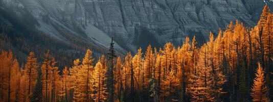 Forest landscape in autumn colors photo