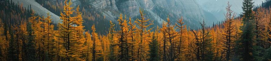 Forest landscape in autumn colors photo