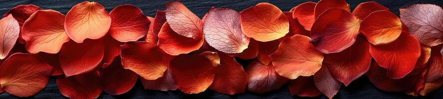 Rose Petal Portrait on Black Background photo