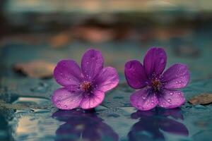 Tiny Purple Floor Flowers Close-Up photo