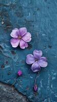 Tiny Purple Floor Flowers Close-Up photo