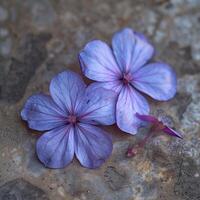 Tiny Purple Floor Flowers Close-Up photo