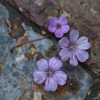 Tiny Purple Floor Flowers Close-Up photo
