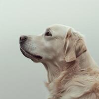 Minimalistic Dog Sideview with Copyspace photo