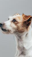 Minimalistic Dog Sideview with Copyspace photo