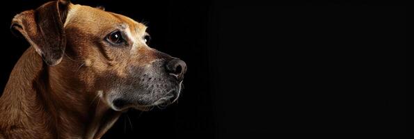 Minimalistic Dog Sideview with Copyspace photo