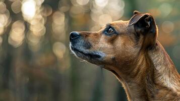 Minimalistic Dog Sideview with Copyspace photo