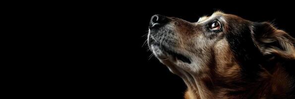 Minimalistic Dog Sideview with Copyspace photo