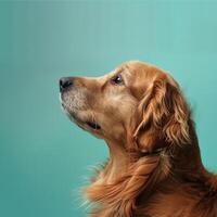 Minimalistic Dog Sideview with Copyspace photo