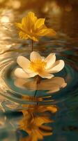 Floating Flower with Yellow Petals photo