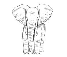 Elephant sketch isolated on white background. engraving illustration. Doodle african animal vector