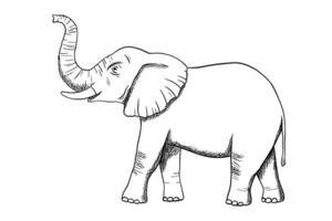 elefante grabado bosquejo aislado en blanco antecedentes. grabar al agua fuerte ilustración. garabatear africano animal vector
