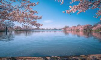 el lago en lleno floración durante el primavera, Cereza intentos flores cerca el lago en claro soleado día foto