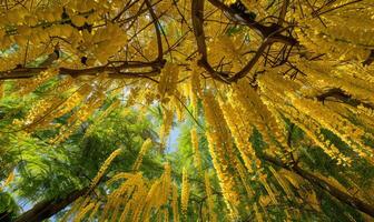 Laburnum blossoms forming a canopy of golden flowers photo