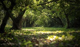 Road in spring forest, nature background. photo