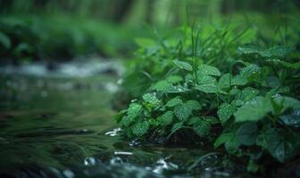 Closeup view of green grass and lives near the stream in spring forest photo