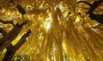 Laburnum blossoms forming a canopy of golden flowers photo
