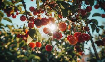 Ripe cherries dangling temptingly from the branches of a cherry tree in a vibrant garden photo