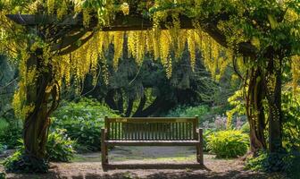 Laburnum branches arching over a garden bench photo