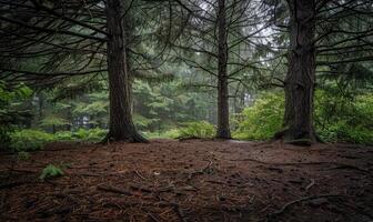 un sereno bosque escena con un alfombra de cedro agujas foto