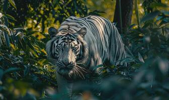 un blanco Tigre merodeando mediante el denso follaje de sus natural habitat foto