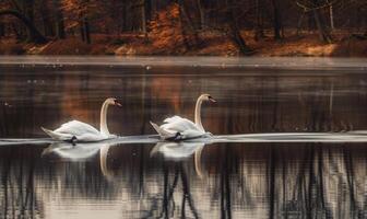 A pair of swans gliding gracefully across the glassy surface of a spring lake photo