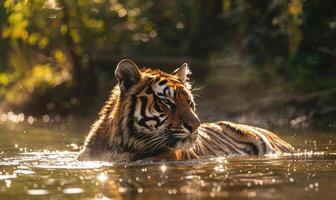 An Amur tiger bathing in a shallow stream photo