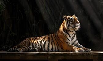un amur Tigre planteado en un plataforma debajo estudio luces, negro antecedentes foto