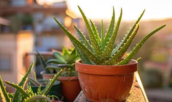 Aloe vera leaves in a pot, closeup view photo