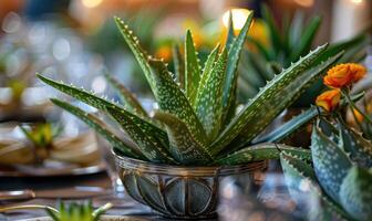 Aloe vera leaves in a pot, closeup view photo