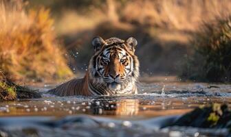 un amur Tigre baños en un superficial corriente foto