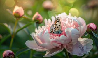 de cerca de un peonía flor con un mariposa descansando en sus pétalos foto