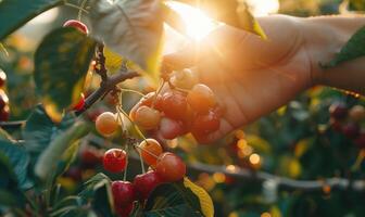 Close-up of a ripe cherry being plucked from a tree photo