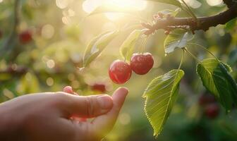 Close-up of a ripe cherry being plucked from a tree photo