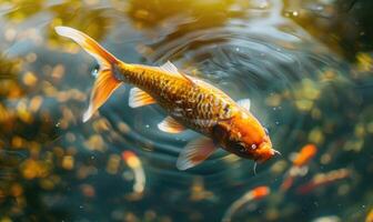 Close-up of a koi fish gliding through the clear waters of a pond photo