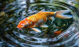 Close-up of a koi fish gliding through the clear waters of a pond photo