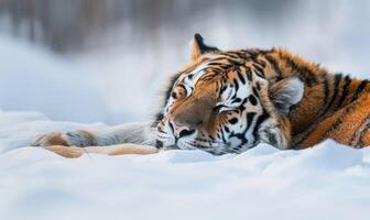 Close-up of a Siberian tiger resting in the snow photo