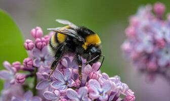 Close-up of a bumblebee pollinating lilac flowers photo