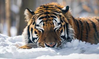 de cerca de un siberiano Tigre descansando en el nieve foto