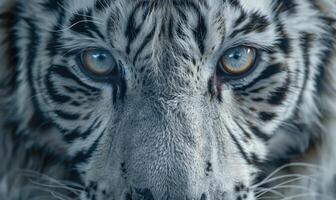 Close-up of a white tiger's face photo