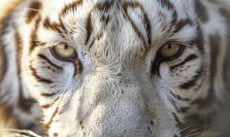 Close-up of a white tiger's face photo