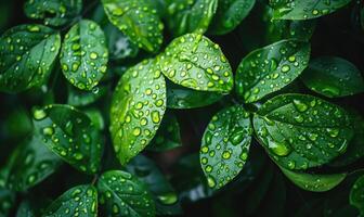 Close-up of raindrops clinging to vibrant green leaves in a lush garden photo