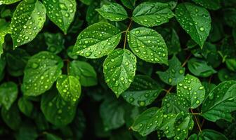 Close-up of raindrops clinging to vibrant green leaves in a lush garden photo