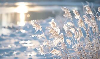 Close-up of frosty reeds along the edge of a frozen lake photo