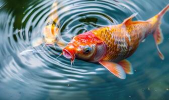 de cerca de vistoso koi pescado nadando en el claro aguas de un primavera lago foto