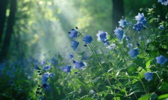 Bellflowers in a woodland clearing, closeup view, selective focus photo